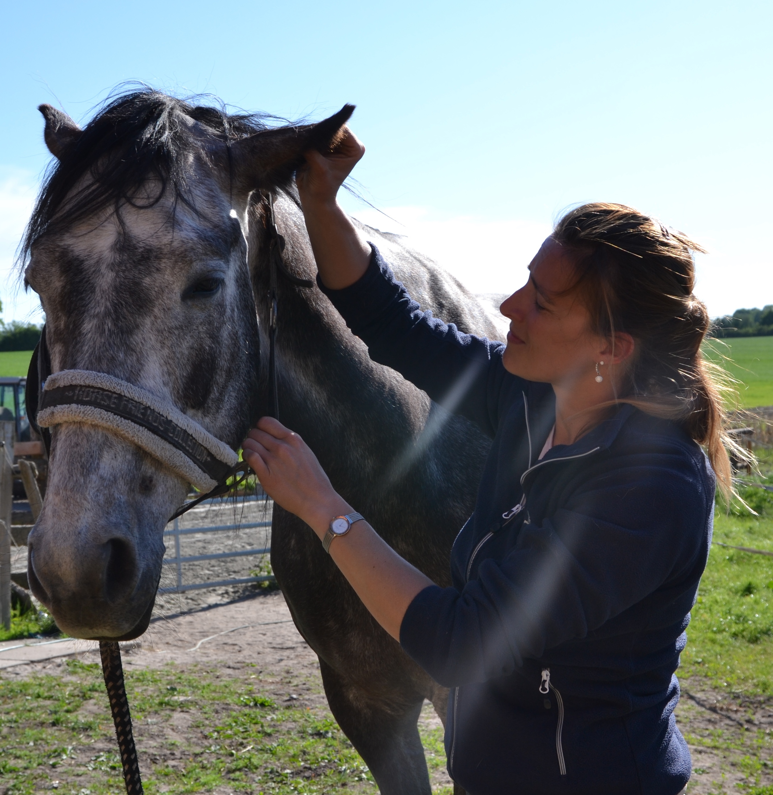 Chiropraktik bei Pferden Gesundheit durch Beweglichkeit Blockaden lösen Ratgeber 
